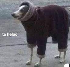 frio-perro-meme