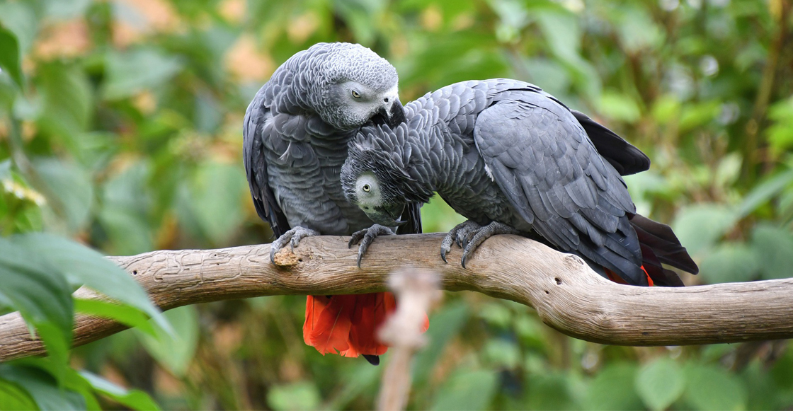 loro-gris-zoologico-reino-unido