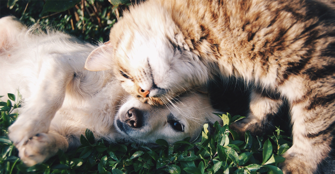 mascotas-perro-gato-humanos