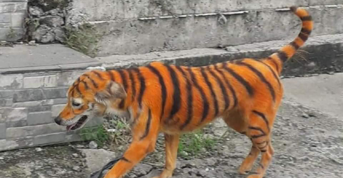 Mundo enfermo y triste: Pintan a perrito callejero para que parezca tigre