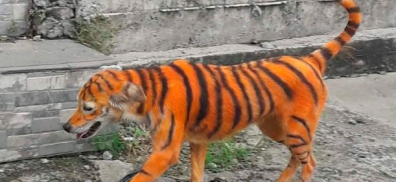 Mundo enfermo y triste: Pintan a perrito callejero para que parezca tigre