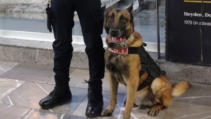 perritos-metro-seguridad