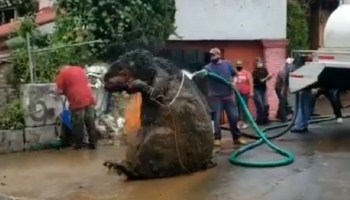 Encuentran botarga de rata gigante en drenaje de la CDMX