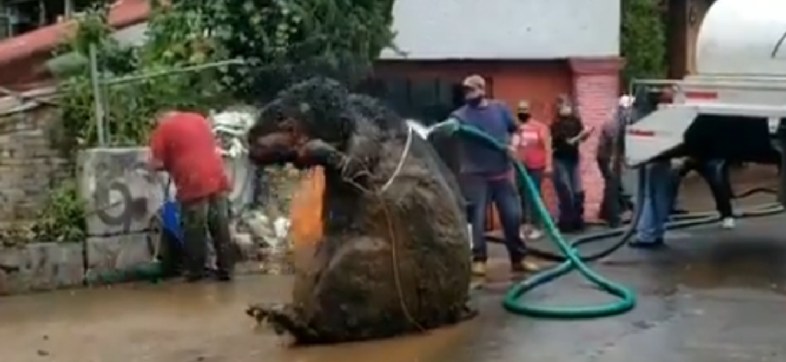 Encuentran botarga de rata gigante en drenaje de la CDMX