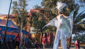 Acuarios y circos reanudarán actividades la próxima semana en la CDMX