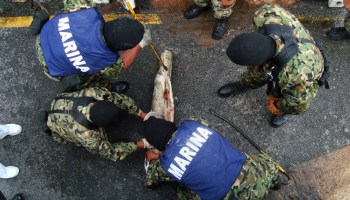 Así es como el Cártel de Sinaloa transportaba cocaína hacia México en tiburones congelados