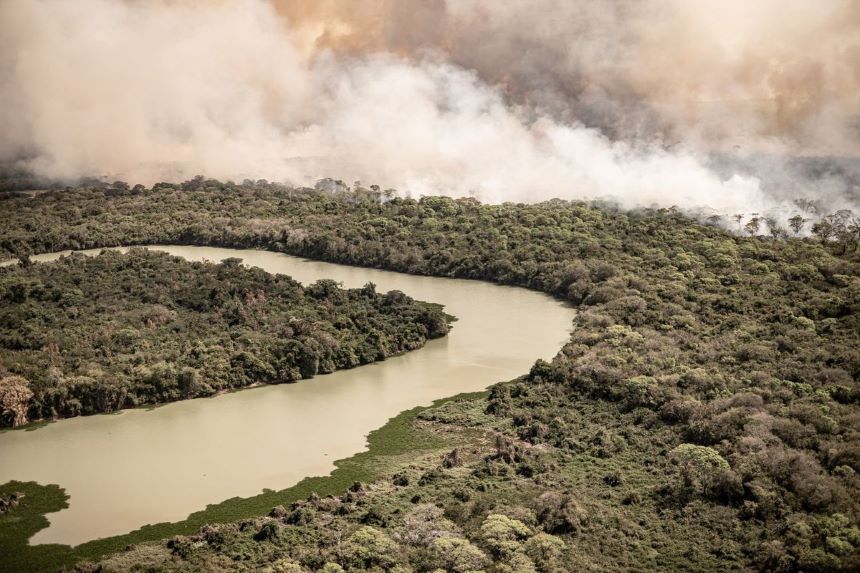 Brasil usa piel de tilapia para curar a los animales quemados por los incendios en el Pantanal