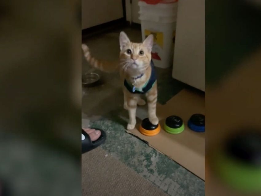 ¡Meaw! Conoce a Kyo, el único gato que “se comunica” con su dueña