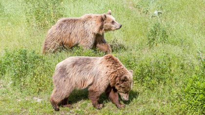 piden-regresar-caza-osos-montana