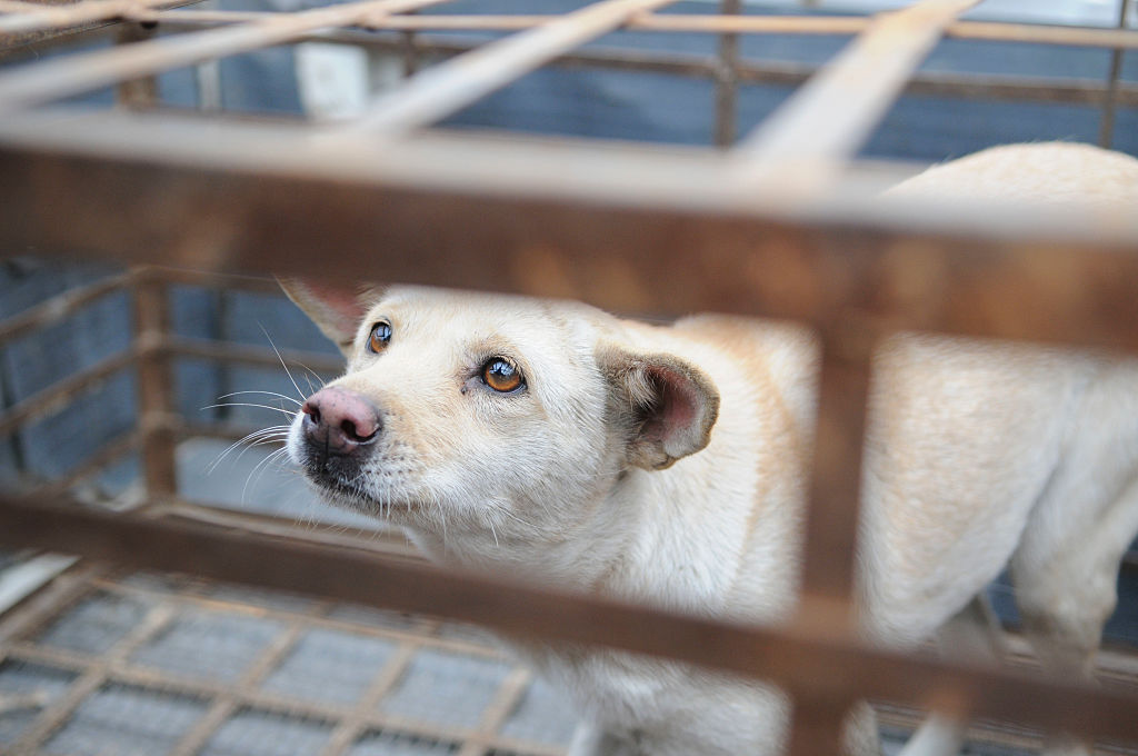 perros-jaulas-estados-unidos-perritos