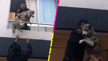 ¡Guau! Policías de la CDMX rescataron a un perrito de un incendio en la Benito Juárez