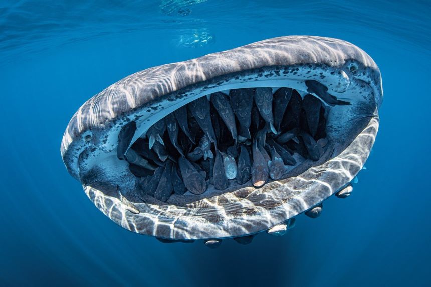 Las mejores fotografías submarinas del concurso ‘Trough Your Lens’ 2020