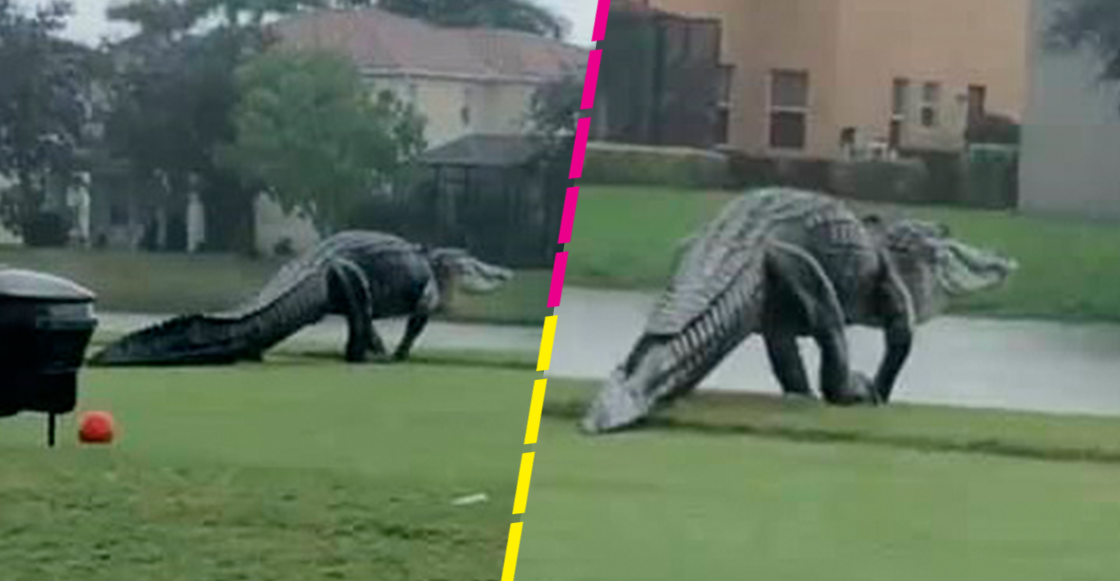 Captan a un cocodrilo gigante paseando por un campo de golf en Florida