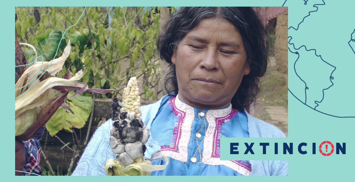 extincion-riqueza-biocultural-tsotsil