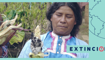 extincion-riqueza-biocultural-tsotsil