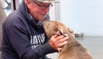 Un hombre y su perro se reúnen tras 200 días separados y su reacción es maravillosa