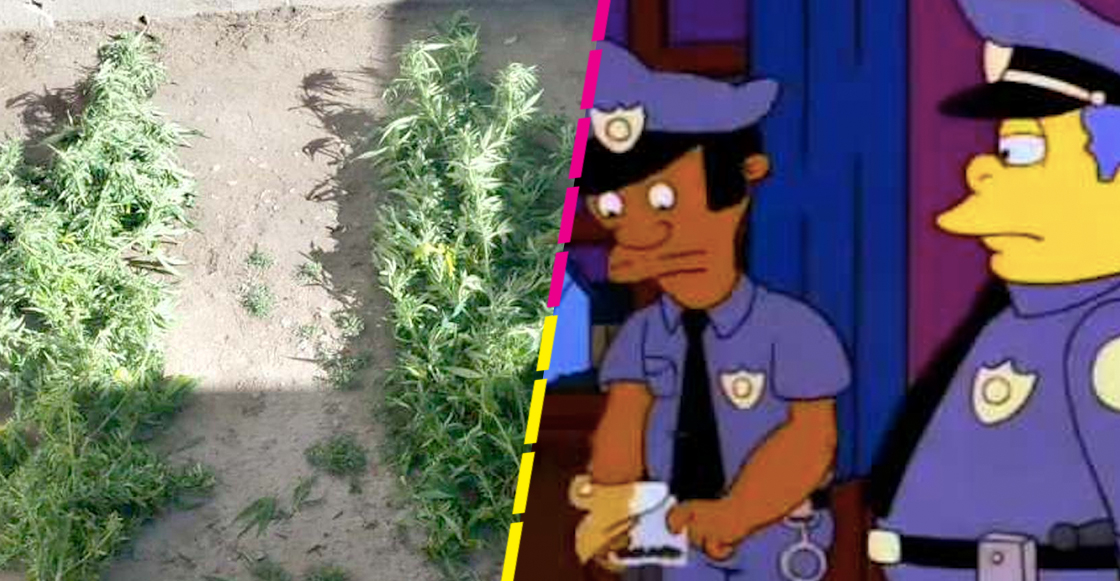 marihuana-decomiso-tlaxcala