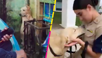 ¡Ya tiene nueva familia! La Marina adopta al perrito que rescataron de las inundaciones en Tabasco