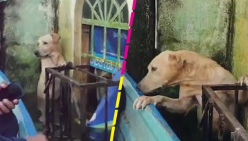 Rescatistas salvan a un perrito de las inundaciones en Tabasco