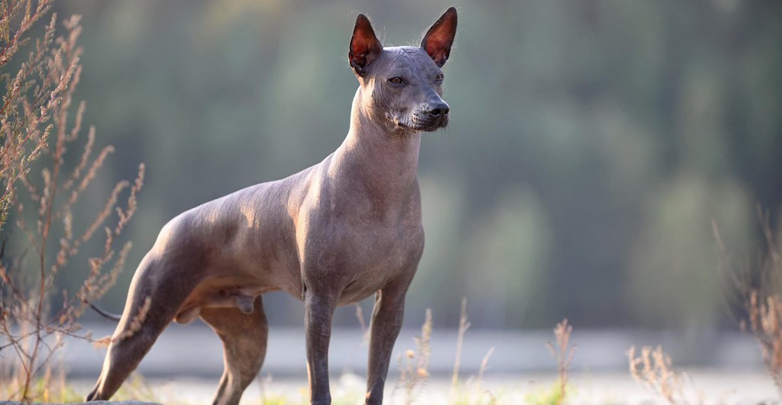 xolo-mascota-cdmx-patrimonio-cultural-senado-xoloitzcuintle-01