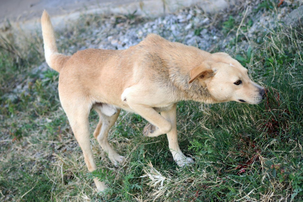 Sujeto que abusó sexualmente de un perrito pagará 5 mil 700 pesos para "reparar el daño"