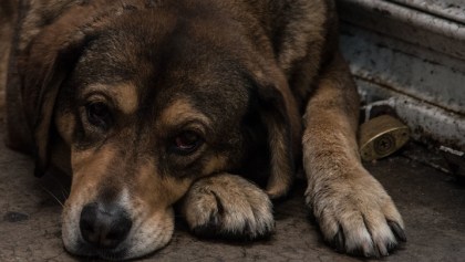 perritos-rescatados-iztapalapa