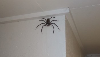 araña-australia