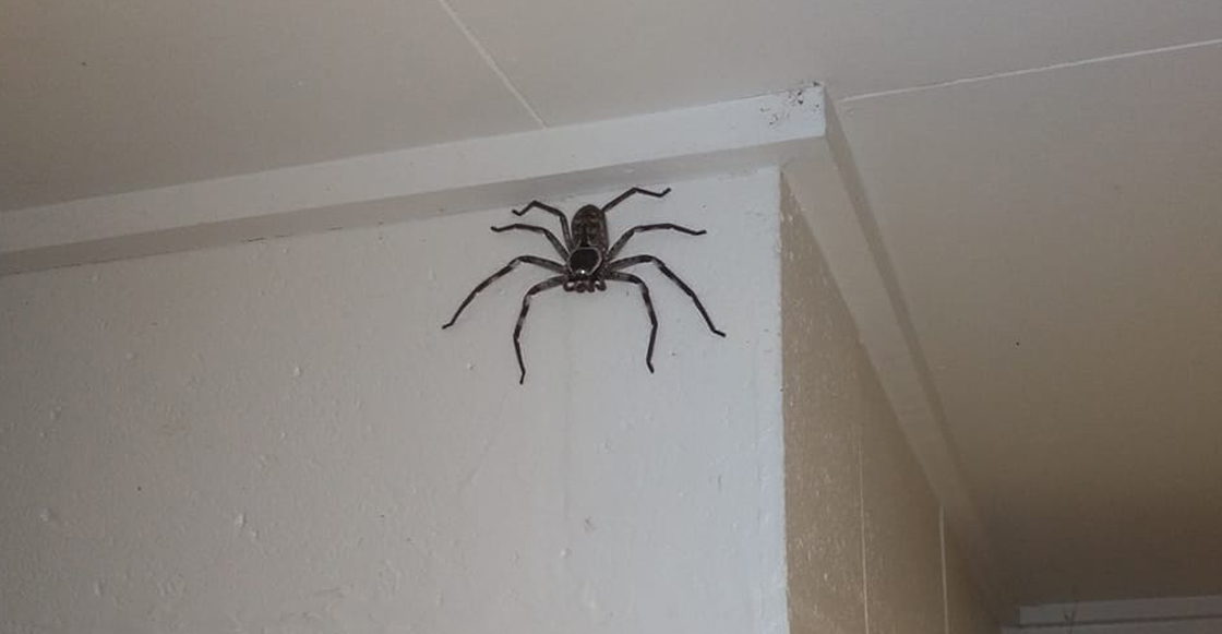 araña-australia