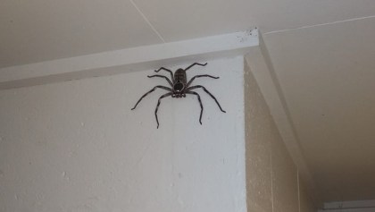 araña-australia