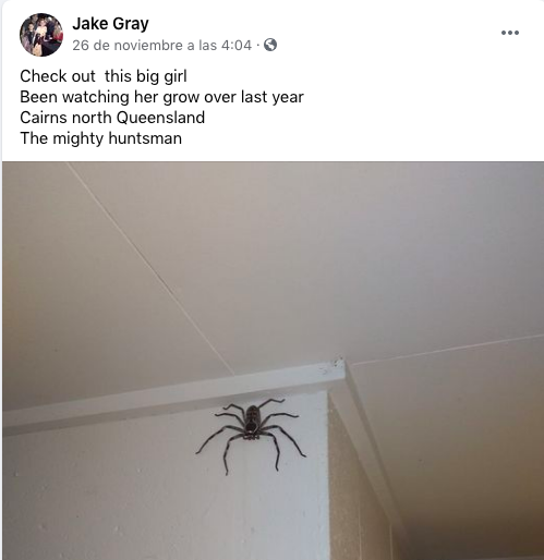 araña-pagina-facebook-australia