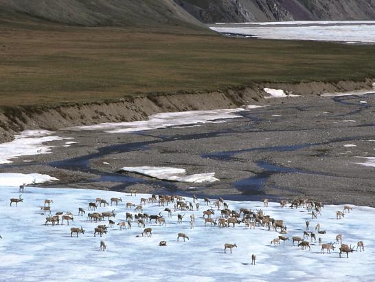 ¡Ecocidio! Trump vende arrendamientos de petróleo y gas en Alaska