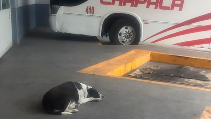 Ella es Vaca, la perrita que espera diario a su amigo en una central de camiones