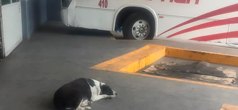 Ella es Vaca, la perrita que espera diario a su amigo en una central de camiones