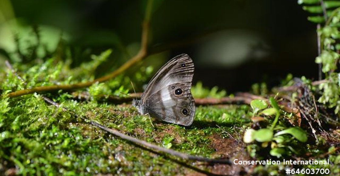 especies-mariposa-bolivia