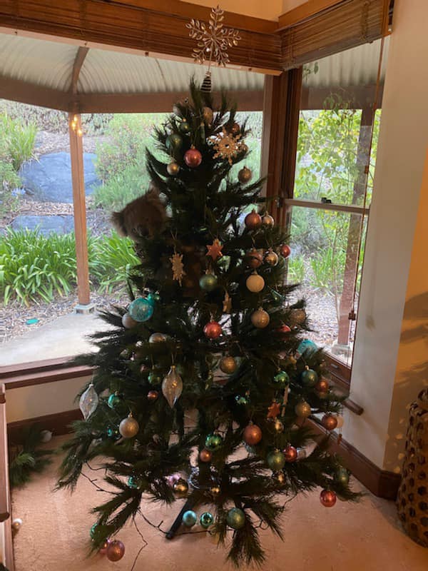 Una familia de Australia se encuentra un koala en su árbol de navidad