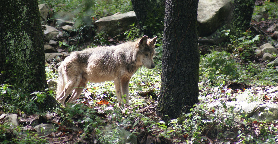 lobo-mexicano-liberados-familia