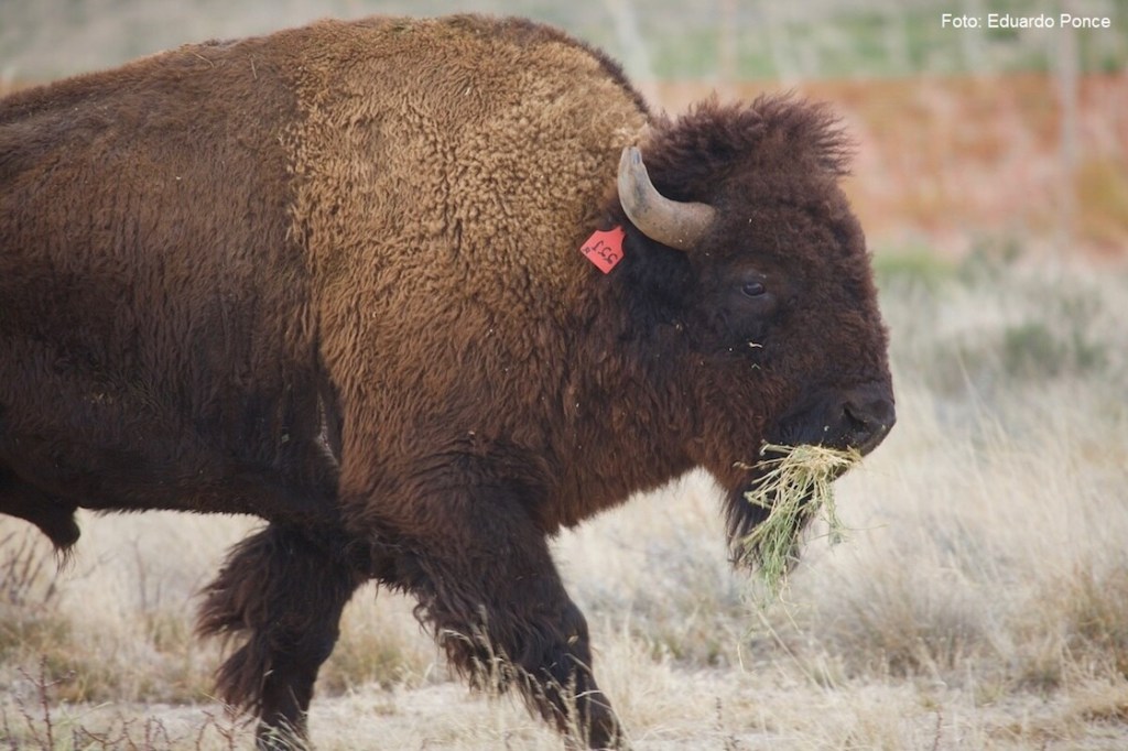 bisonte-americano-coahuila-conanp