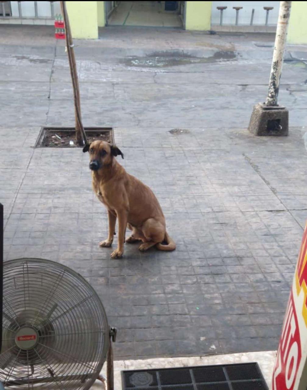 Lagrimita mil: Gente recuerda a Capitán, el 'Hachiko' de Culiacán que todos amaban