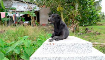 Mino: La perrita que no abandona la tumba de su pequeño dueño