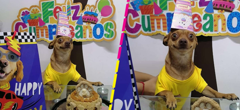 Doggo feliz: Así reaccionó un perrito cuando sus dueños festejaron su cumpleaños