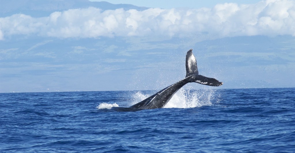 ballena-azul-mar