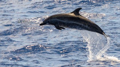 delfines-muertos-baja-california-sur