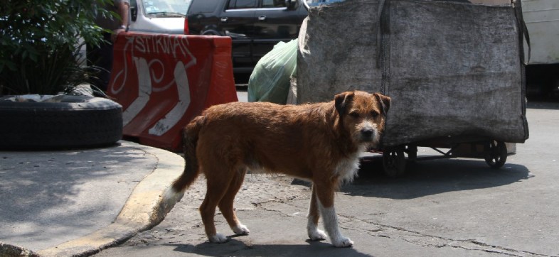 Mi México: Golpean a rescatista que quería ayudar a un perrito y policías le dicen que "él se lo buscó"