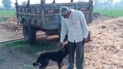 Heredero peludo: Hombre le quita la herencia a sus hijos y se la deja a su perrito