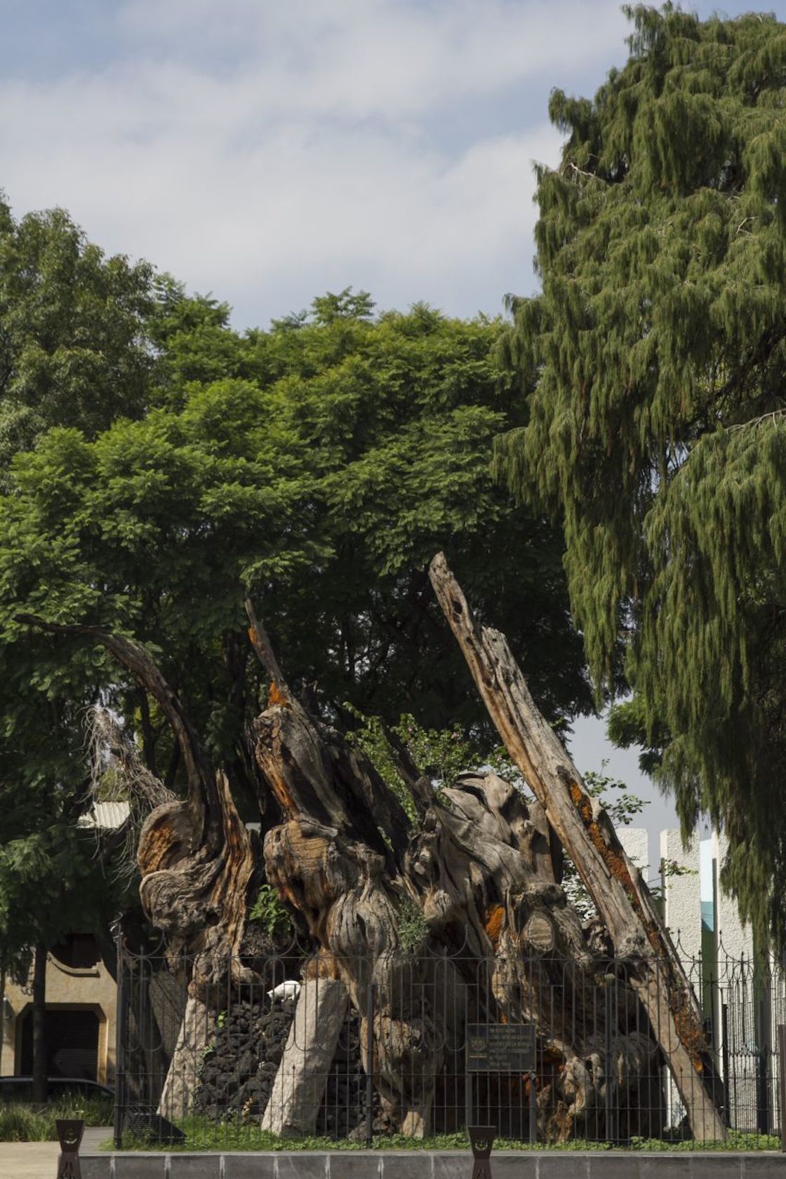 arbol-noche-triste-cambia-nombre-sheinbaum