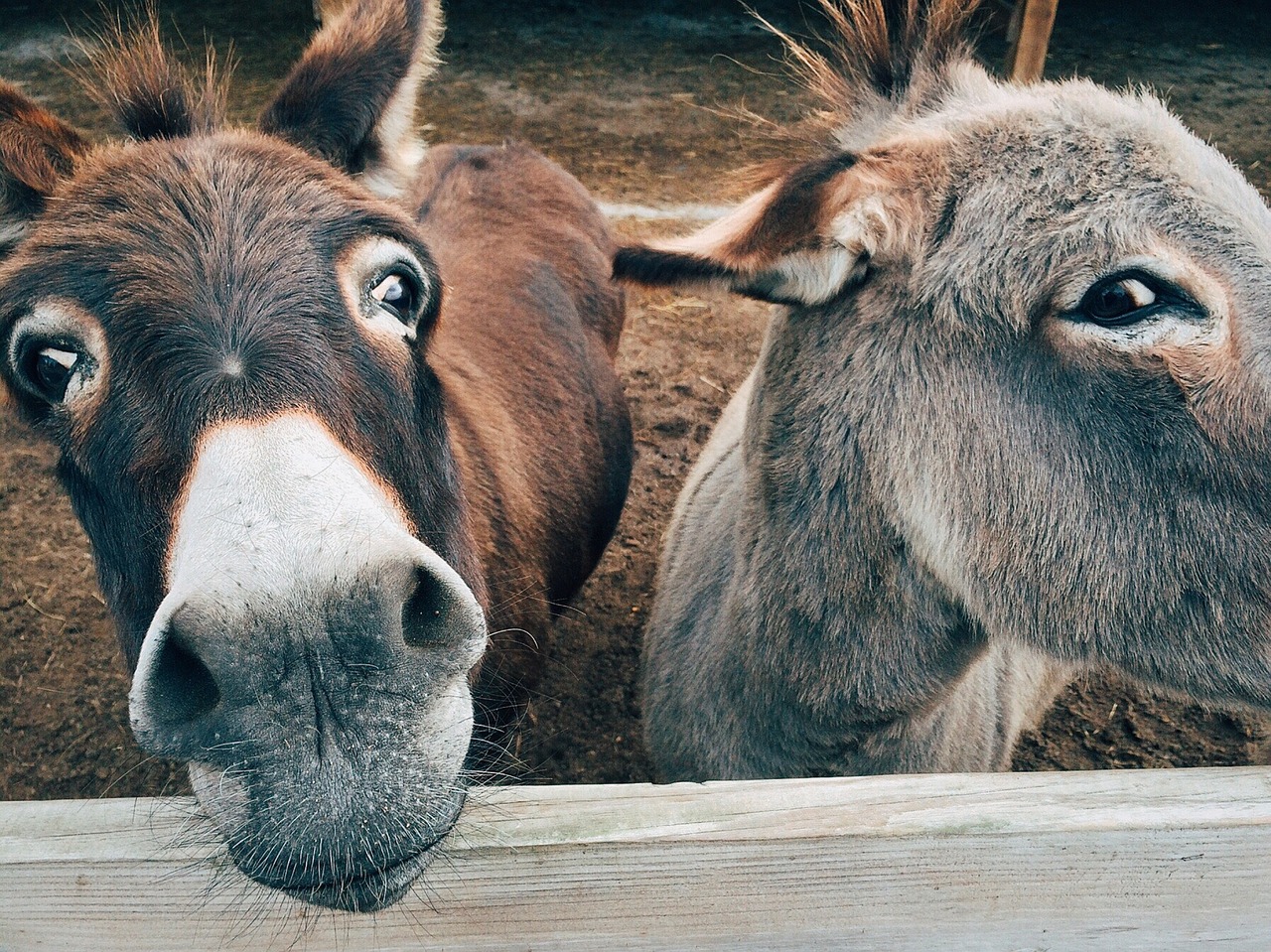 burro-mexico-burrolandia