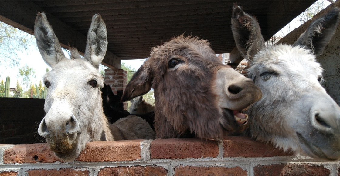 burrolandia-otumba-mexico-santuario