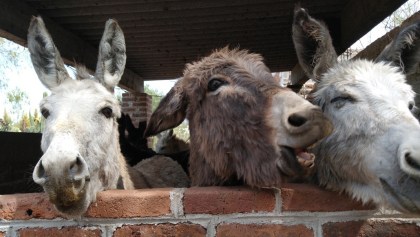 burrolandia-otumba-mexico-santuario