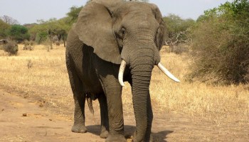 elefante-especie-africa