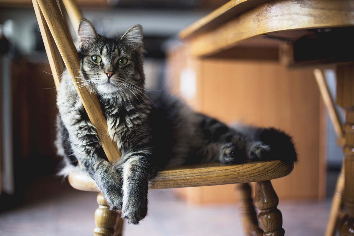 Gato en una silla descansando